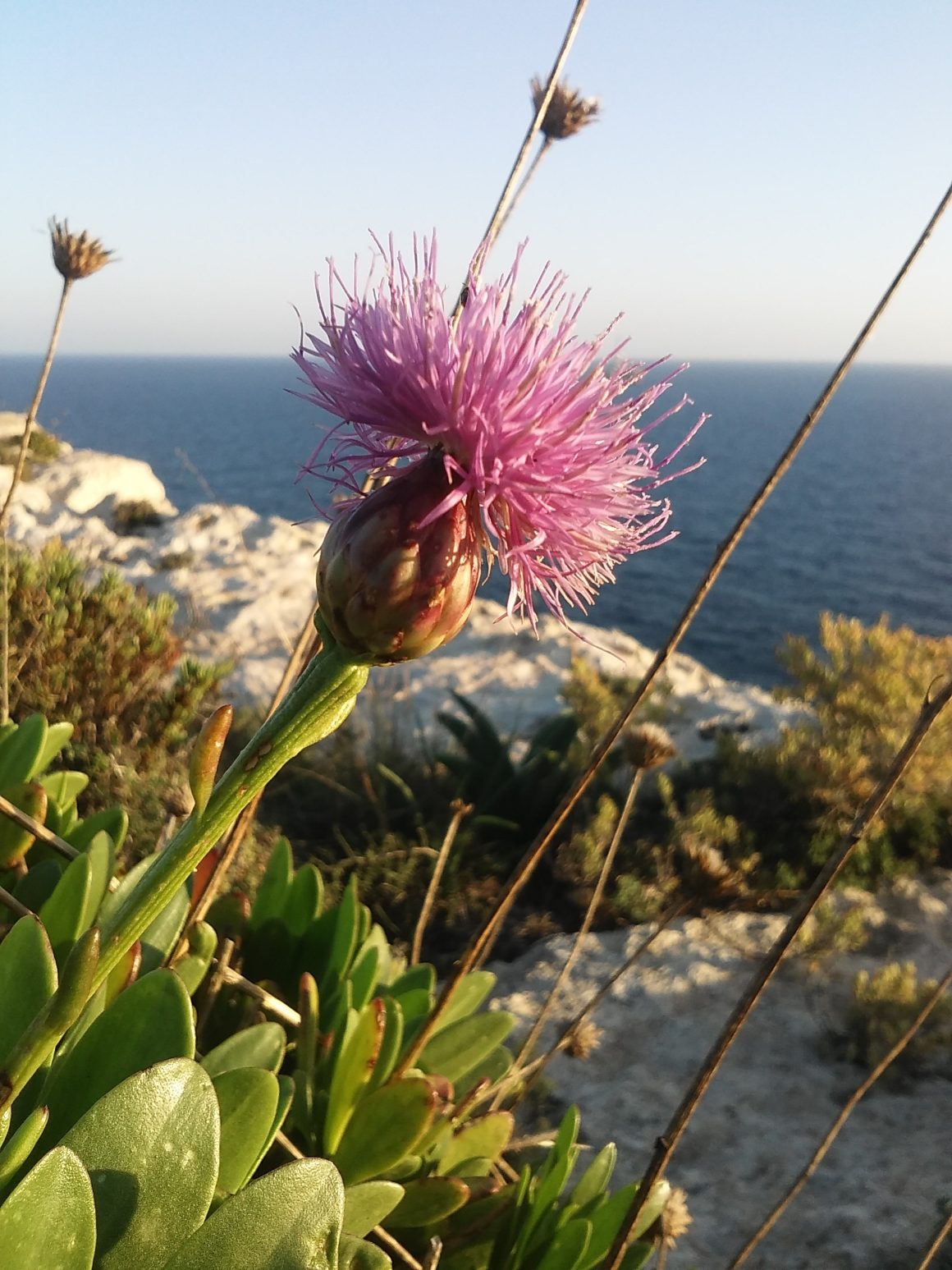 June Flower of the Month Maltese Rock Centaury (MT ilBaħar