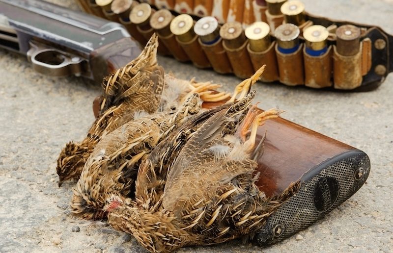 FoE Malta joins newly formed coalition to abolish spring hunting Friends Of the Earth Malta