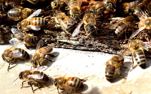 BeeAware Gozo BeeAware Gozo