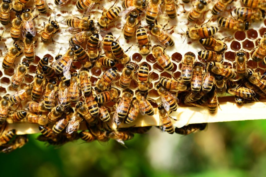 the-importance-of-bees-friends-of-the-earth-malta