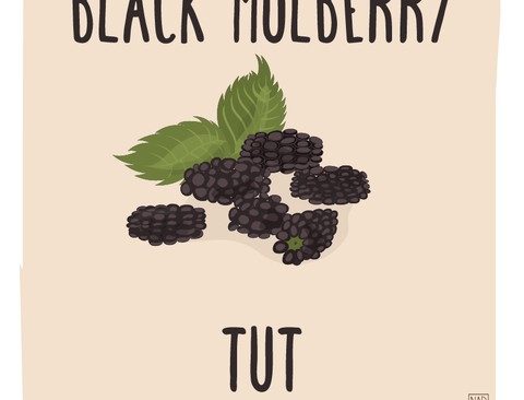What’s in Season: May – Black Mulberry