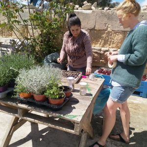 Eco Hub Community Garden at Friends of the Earth Malta