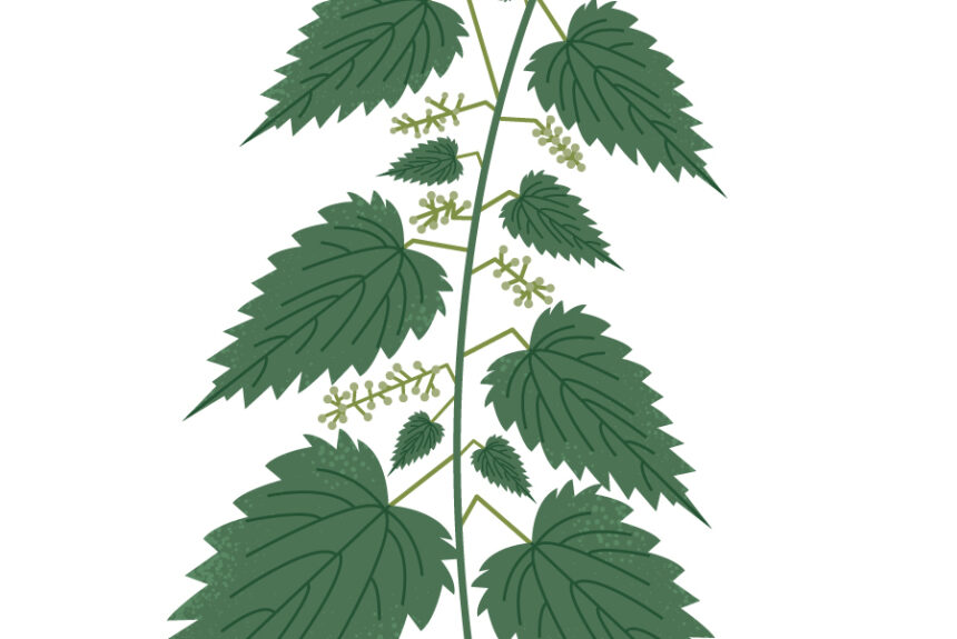 Foraging plant of the month – February: Nettle Foraging plant of the month – February: Nettle