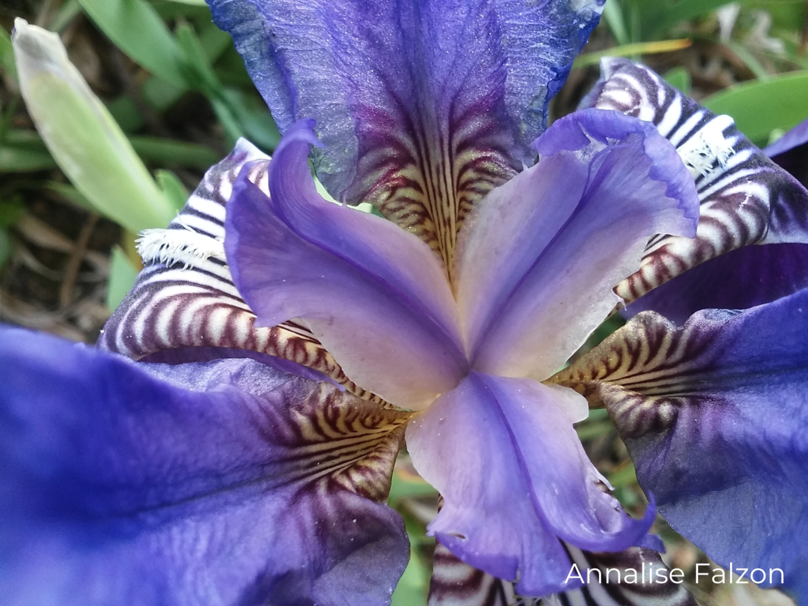 Flower of the month February Southern Dwarf Iris Friends Of the