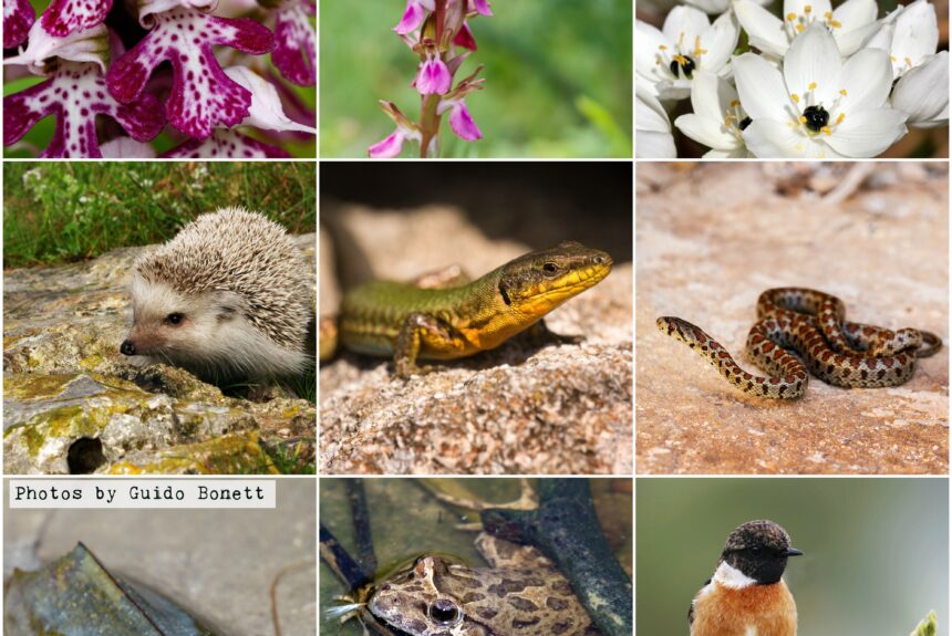 Keep protected areas protected! The case of Tal-Wej Keep protected areas protected! The case of Tal-Wej