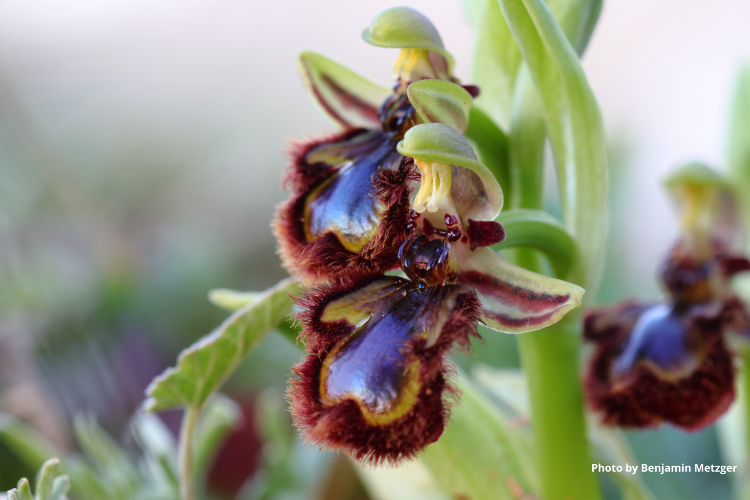 Flower of the month April Wild Orchids of the Maltese Islands