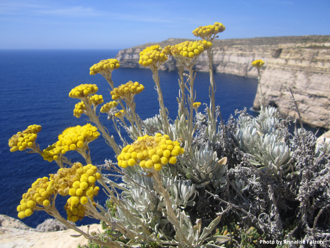 Flower of the month May Yellow flowers Friends Of the Earth Malta