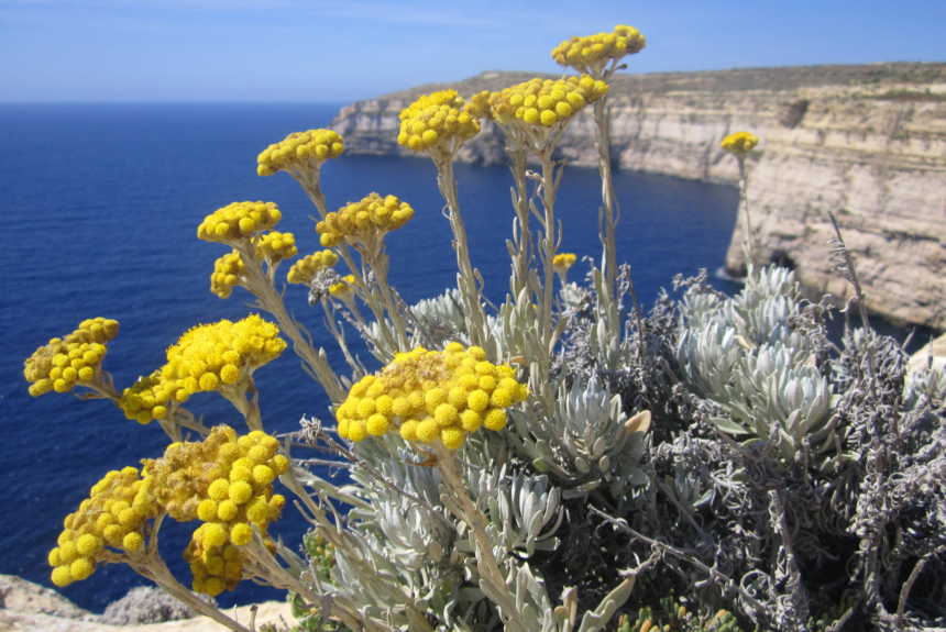 Photo by Annalise Falzon (3) Flower of the month – May – Yellow flowers