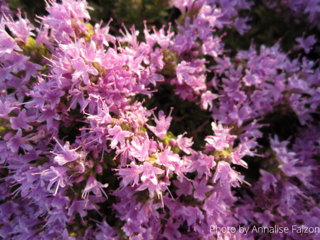 June Flower of the Month Mediterranean Thyme Friends Of the Earth Malta