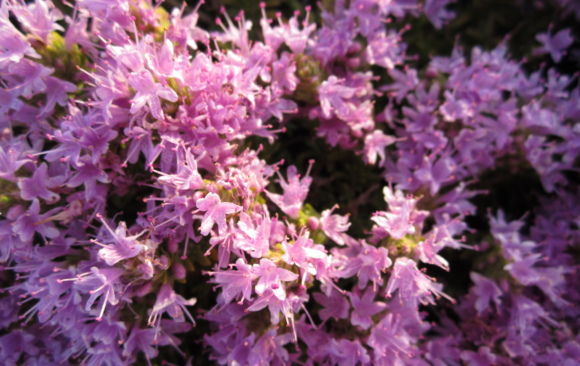 Photo by Annalise Falzon (3) June Flower of the Month: Mediterranean Thyme