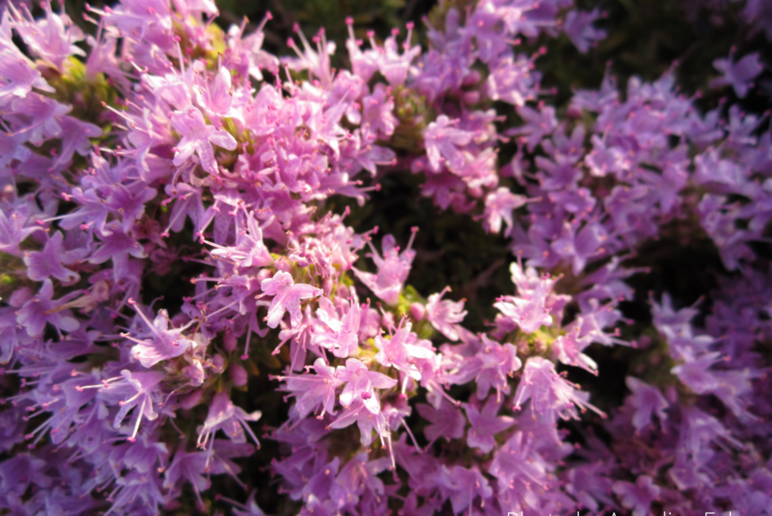 Photo by Annalise Falzon (3) June Flower of the Month: Mediterranean Thyme