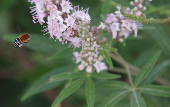 Photo by Annalise Falzon (1) July Flower of the Month: The Chaste Tree (MT: Siġra tal-Virgi)