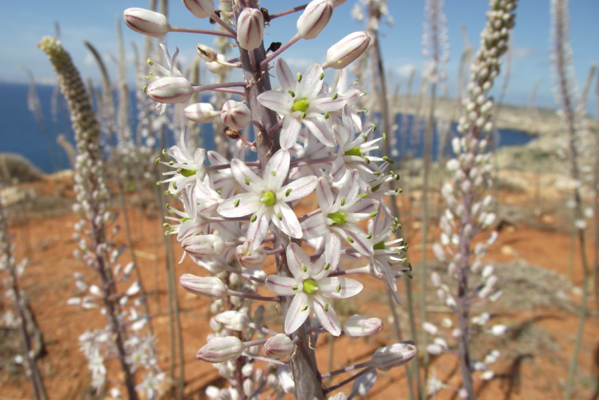 Credit photo Annalise Falzon August Flower of the Month: Sea Squill (MT: Basal tal-Għansar) Drimia maritima