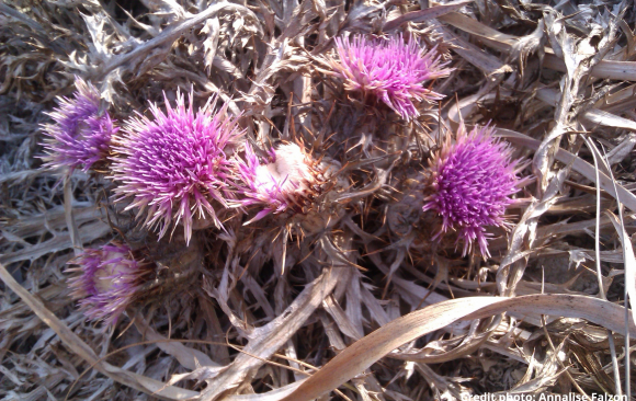 CCredit photo Annalise Falzon September Flower of the Month: Ground Thistle (MT: Xewk tal-Mixta) Atractylis gummifera