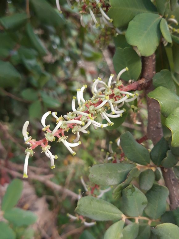 November Flower of the Month Carob Tree (MT Siġra talĦarrub
