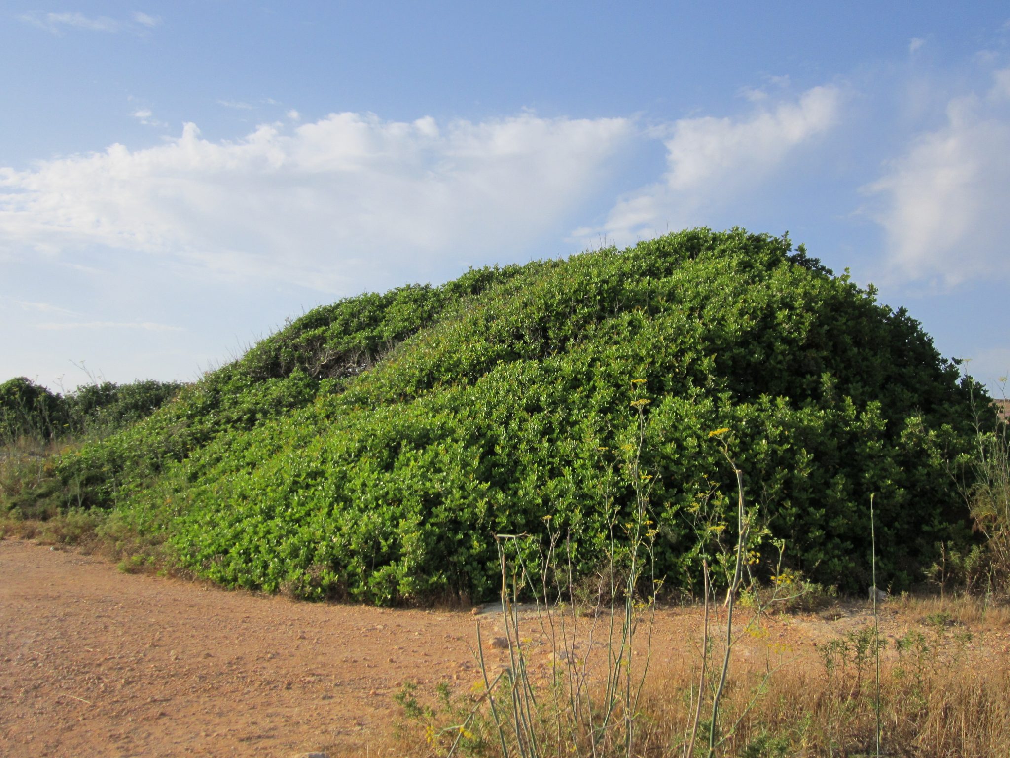 November Flower of the Month Carob Tree (MT Siġra talĦarrub