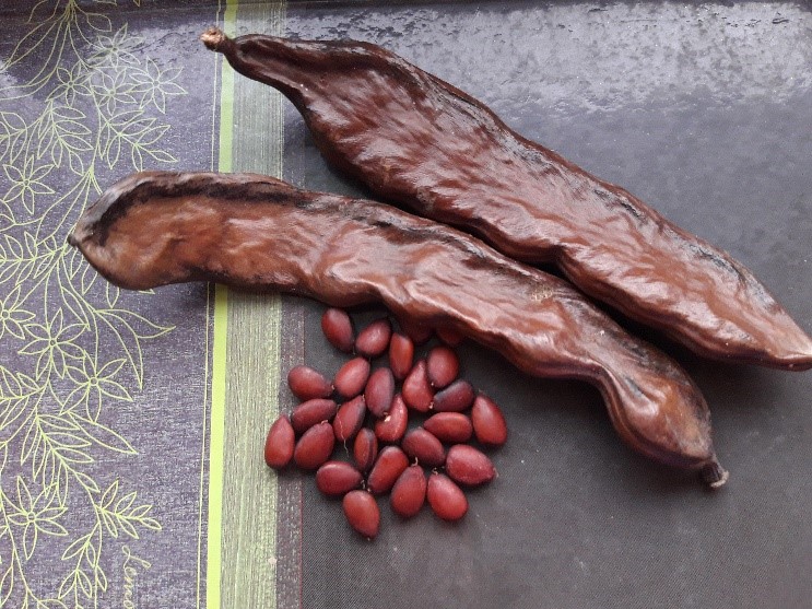 November Flower of the Month Carob Tree (MT Siġra talĦarrub