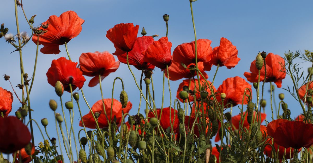 April Plant of the Month: Poppies (MT: Peprin) - Friends Of the Earth Malta