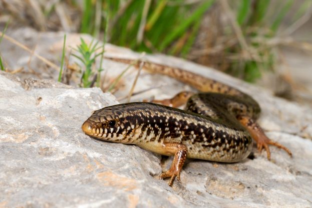 world-wildlife-day-reptiles-amphibians