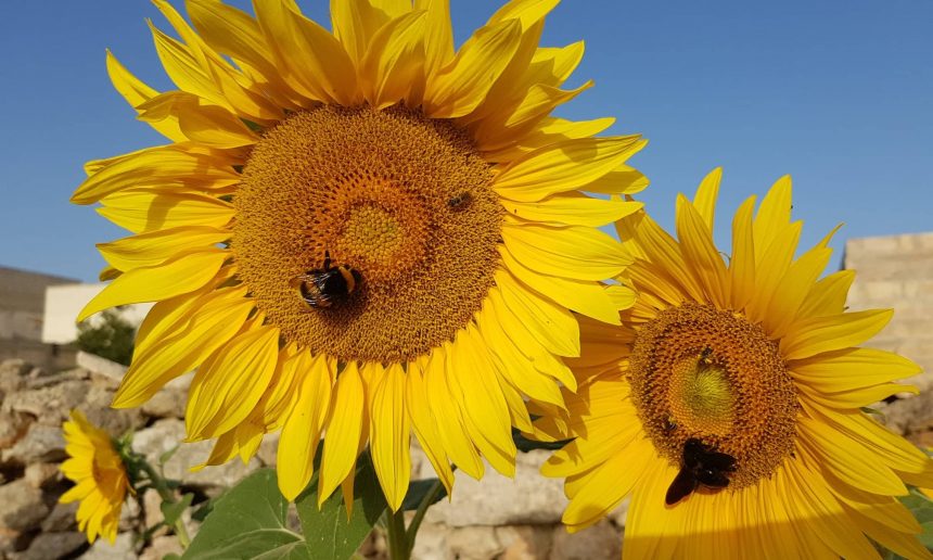 Growing food has become our passion Growing food has become our passion