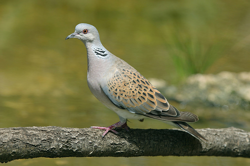 NGOs urge MEP candidates to respect the Birds Directive NGOs urge MEP candidates to respect the Birds Directive