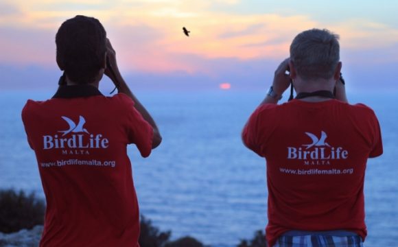 Environmental NGO condemn attacks on Birdlife Malta Volunteers