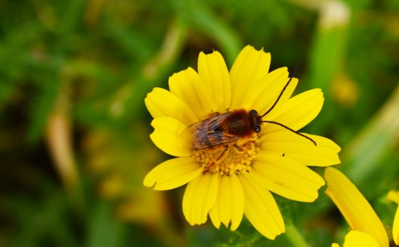 EU-wide ban on bee-harming pesticides passed