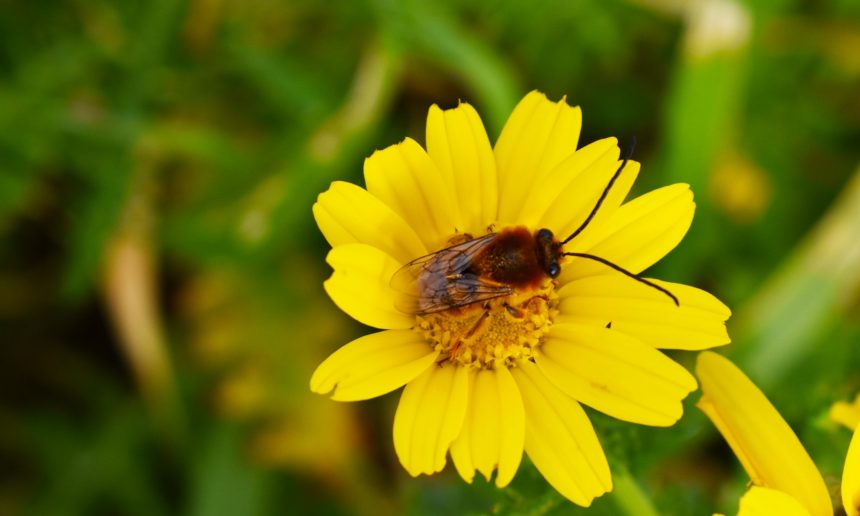 EU-wide ban on bee-harming pesticides passed