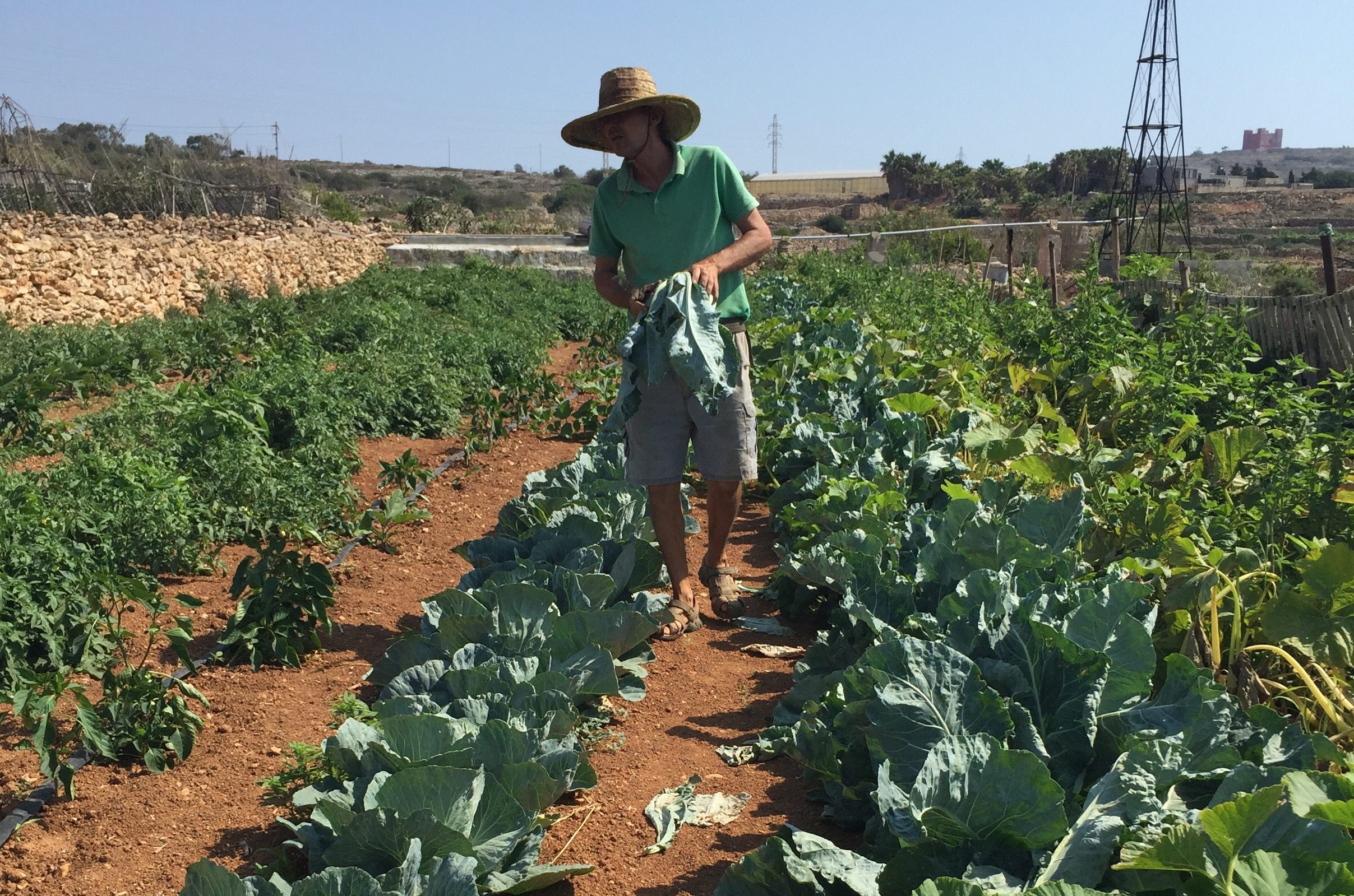 Maltese farmer