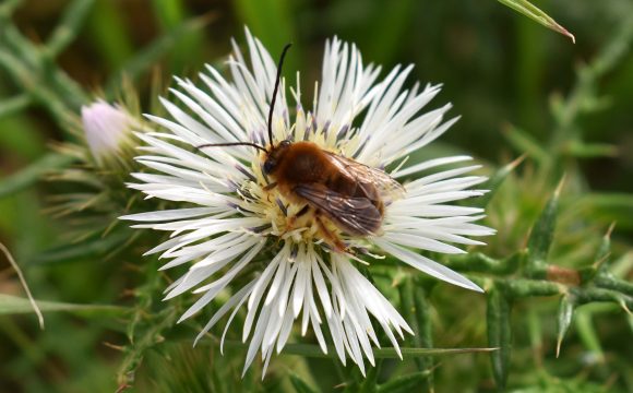 bee3web Bee
