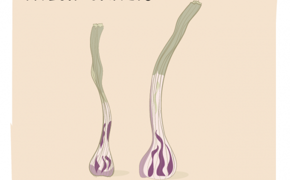 garlic What’s in season – February