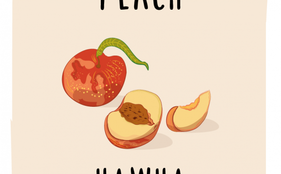 What’s in Season: July – Peaches