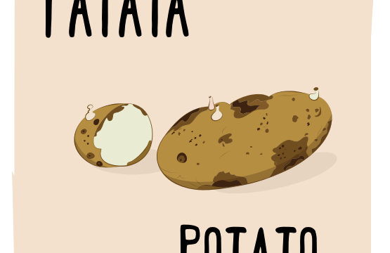 potato What’s in season – Potato